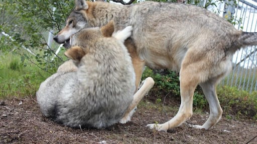 Wolves are playing.