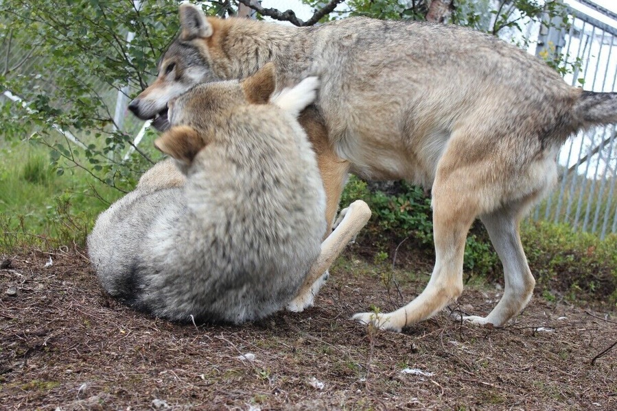 Wolves are playing.
