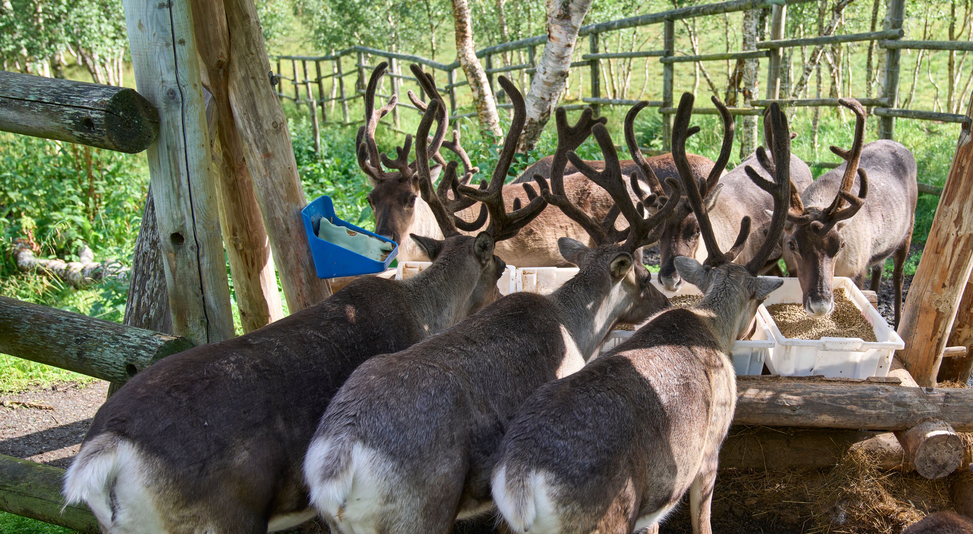 Feeding of reindeers in the Polar Park, Bardu municipality Norway, one of the most northern animal parks. Reindeers in their natural habitat. Velvet layer of the reindeers' antlers. Vacation in Norway