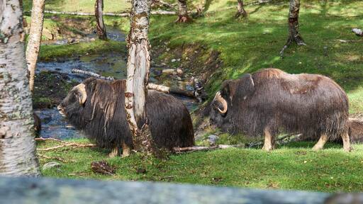Muskoxen in their natural habitat in the Polar Park, Bardu municipality Norway, one of the most northern animal parks. Reintroduction of muskoxen in Norway. Tourist attraction in Norway.