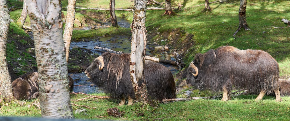 A group of muskoxen in a grassy area with trees and a stream.