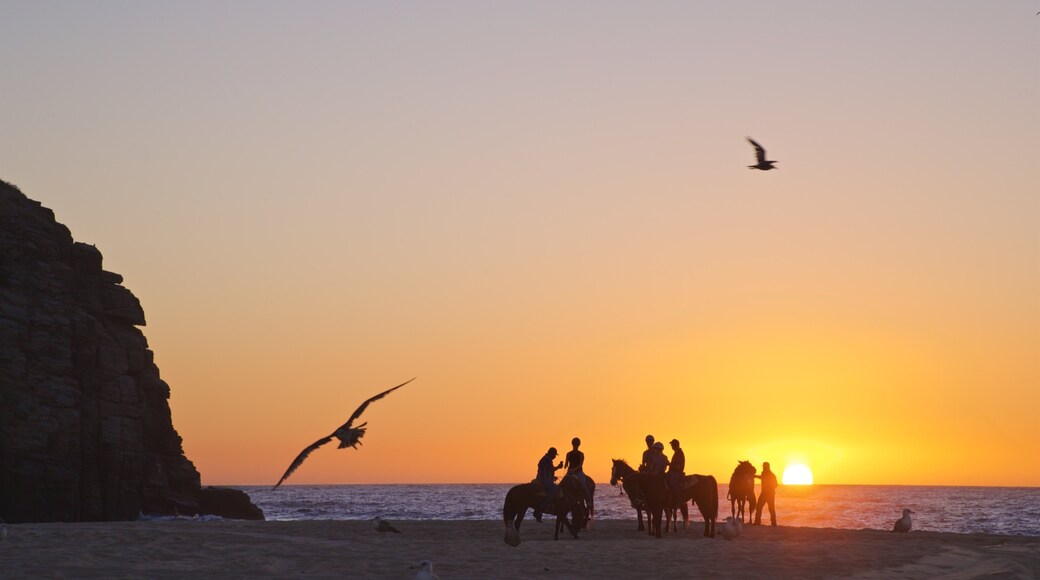 Punta Lobos which includes a sunset, land animals and horseriding