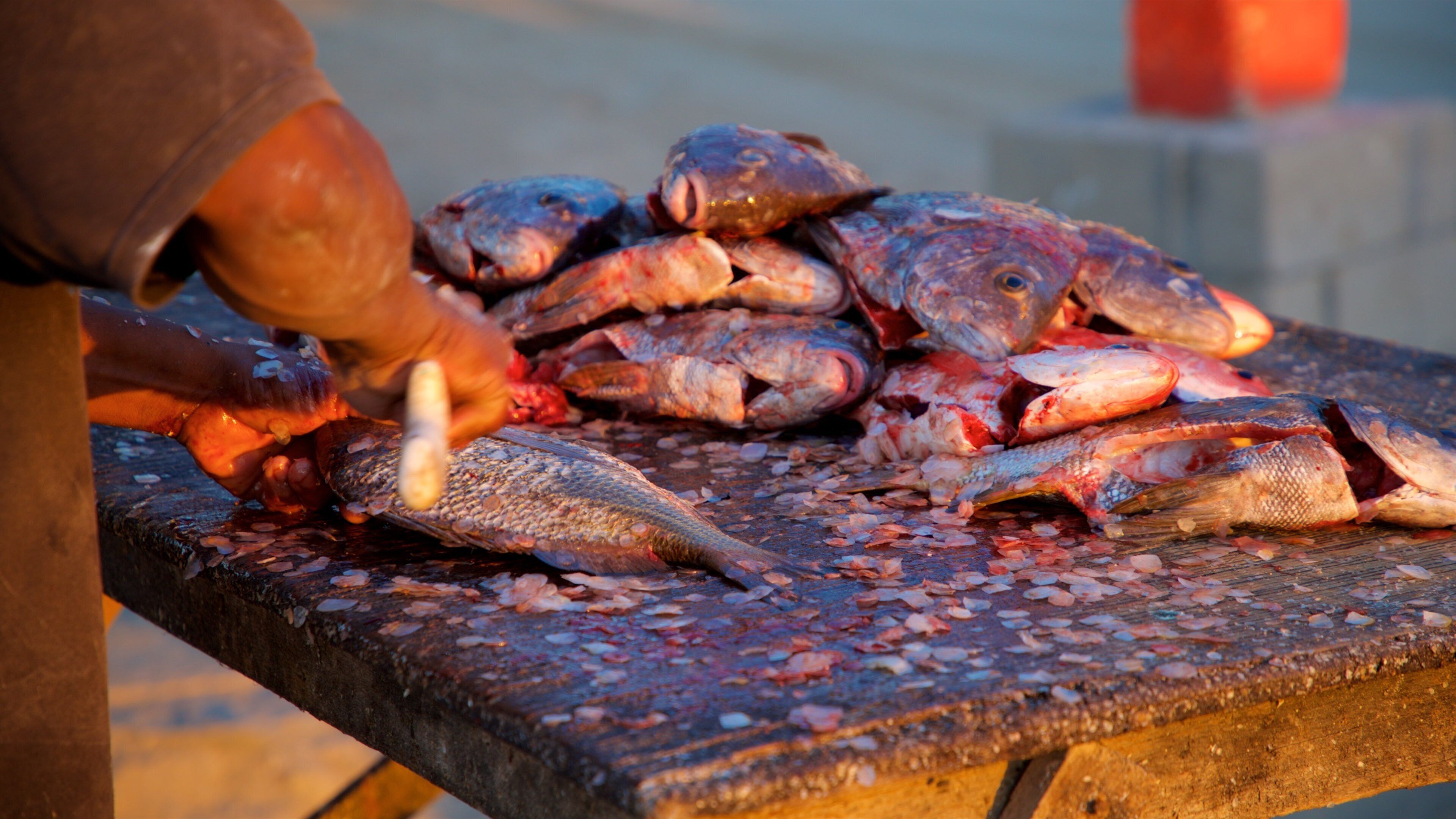 Punta Lobos showing food