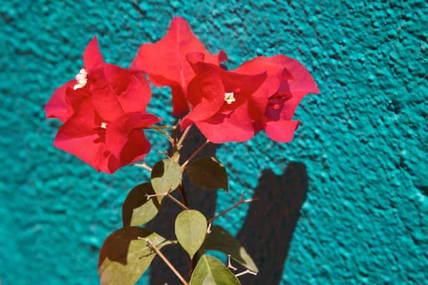 Logan Gallery featuring wildflowers