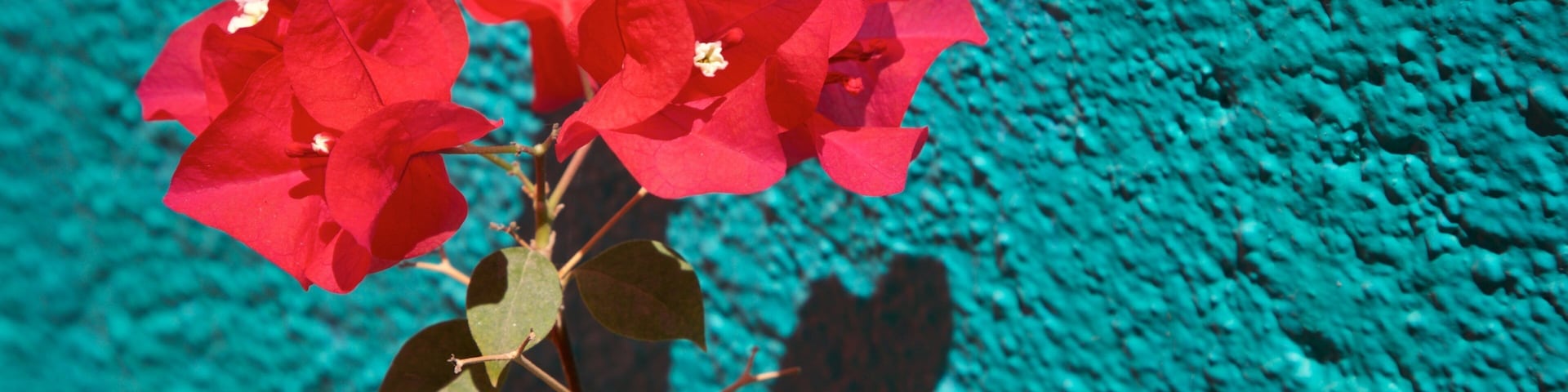 Logan Gallery featuring wildflowers