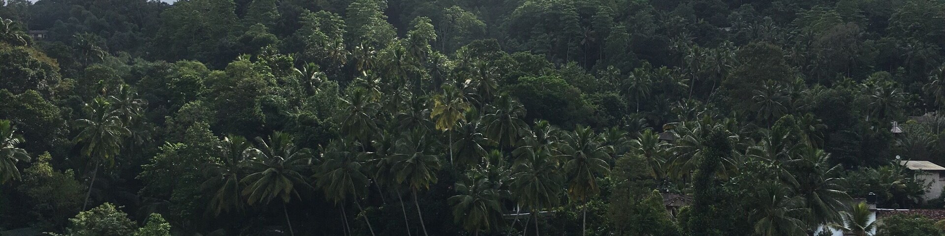 Rice fields, nice view