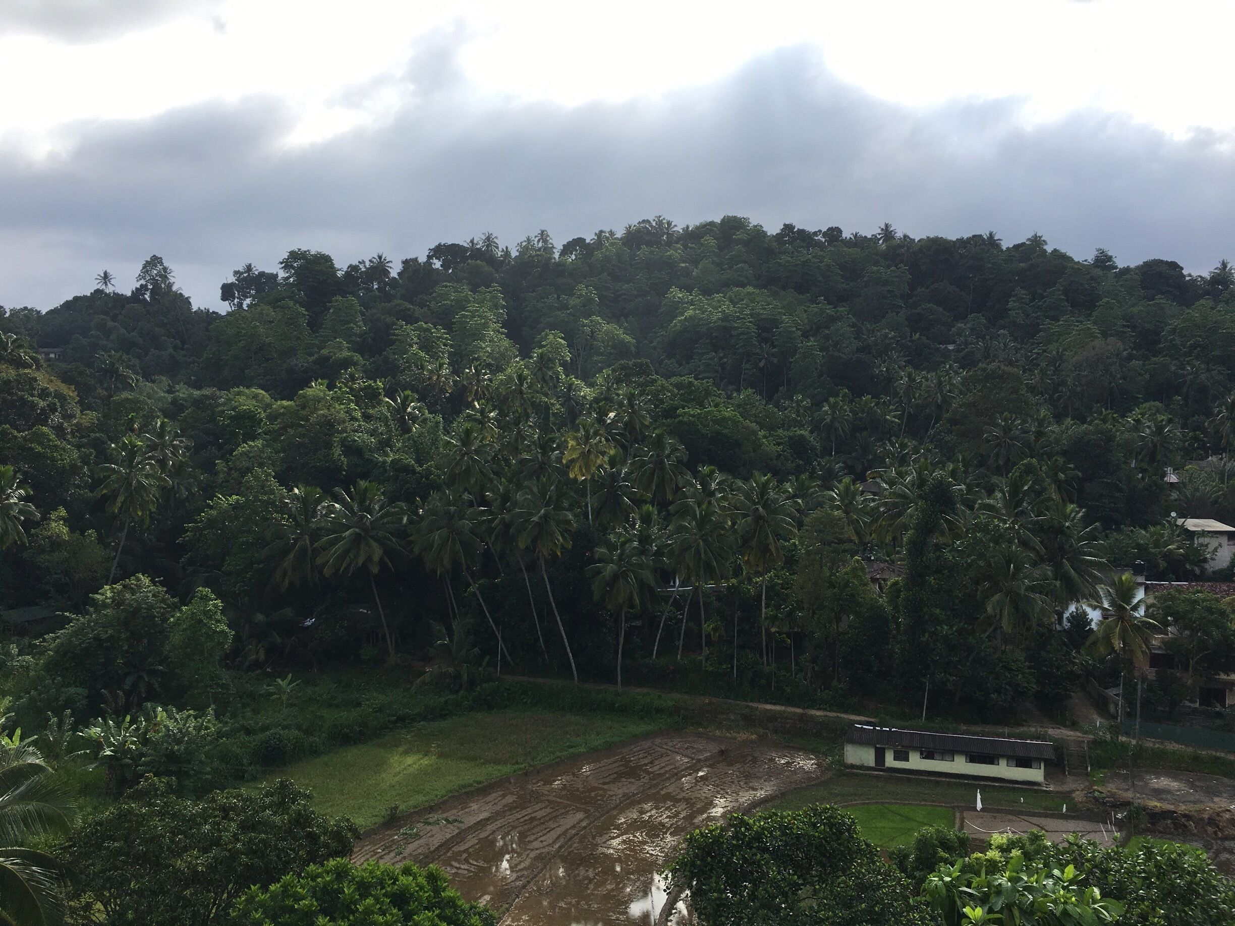 A lush green landscape with dense palm trees and a small building in the foreground.