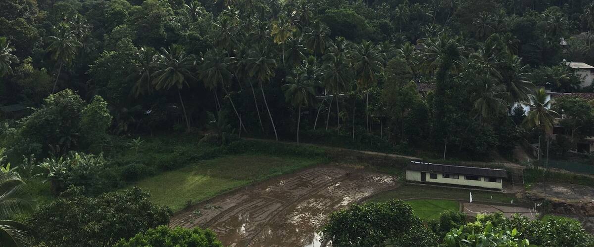 A lush green landscape with dense palm trees and a small building in the foreground.