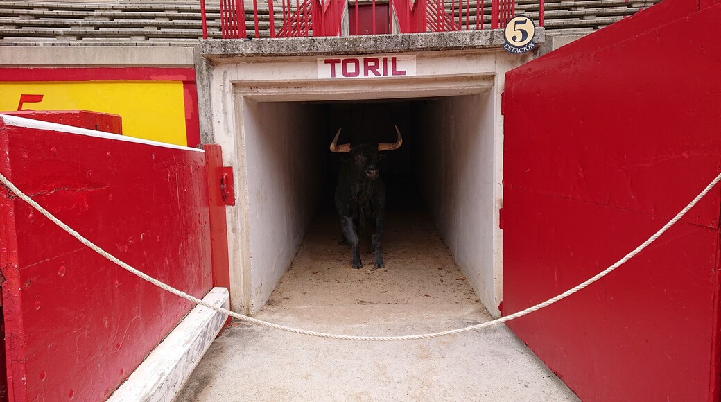 Arènes de Pampelune, communauté autonome de Navarre, Pays Basque espagnol, Espagne.