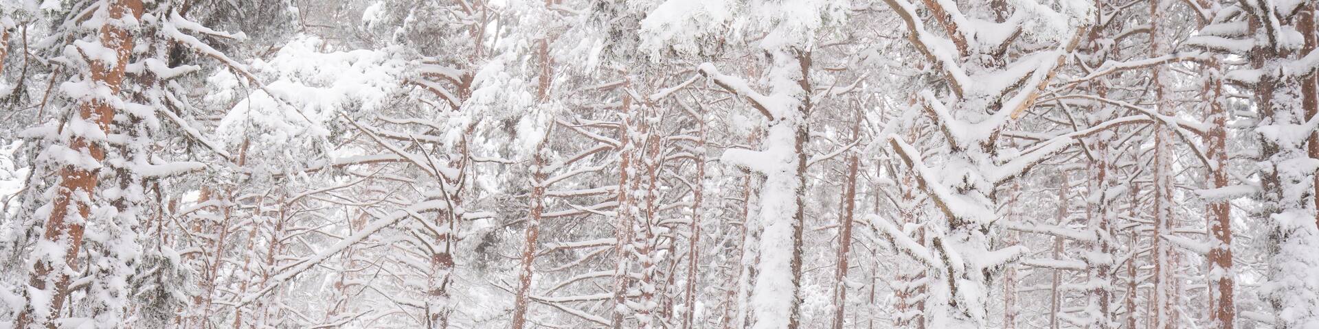 A dense forest with tall trees covered in snow.