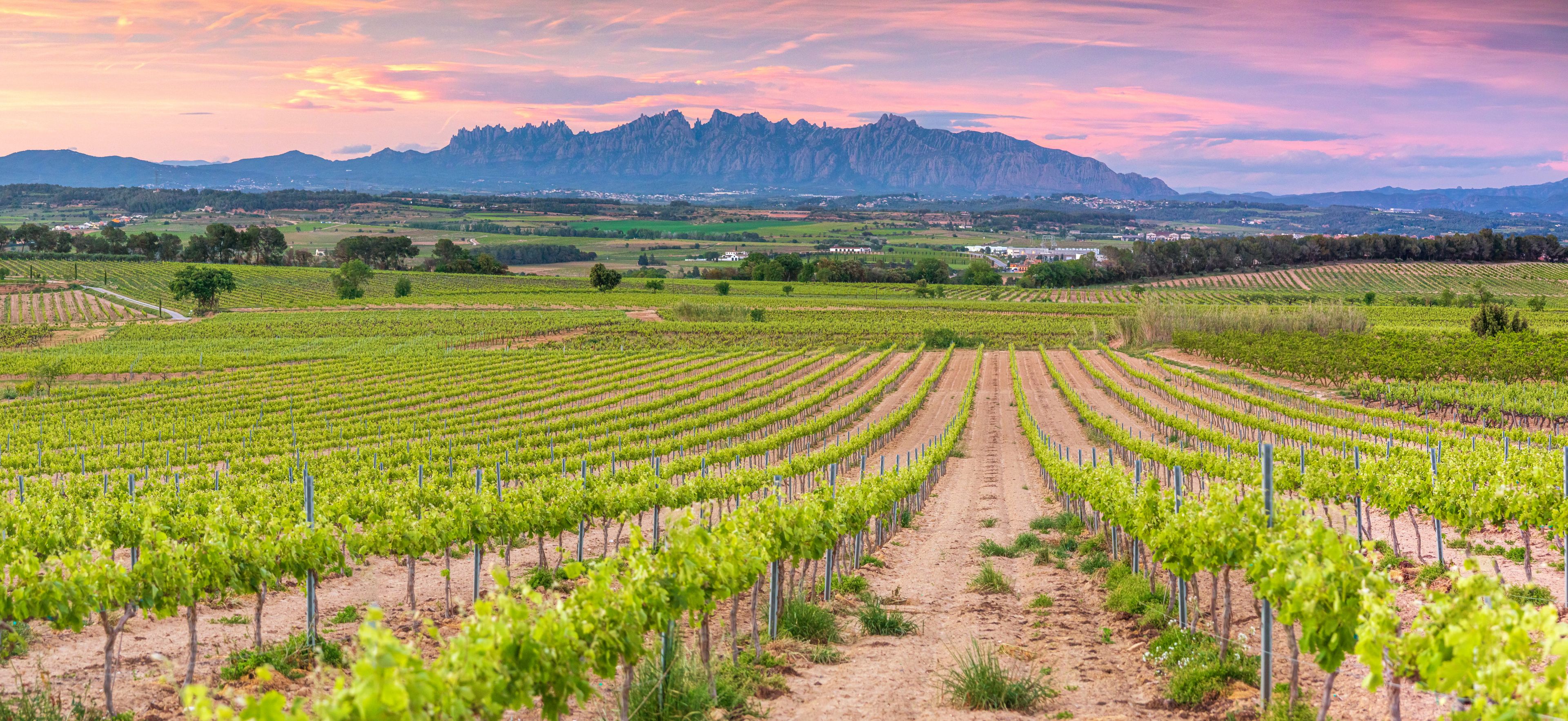 Vineyards in pendes wine region with mountains of Montserrat.