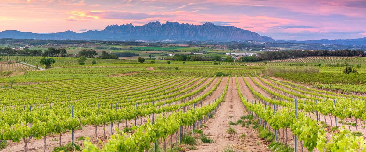 Un vignoble avec des rangées de vignes, un chemin de terre et une chaîne de montagnes en arrière-plan.