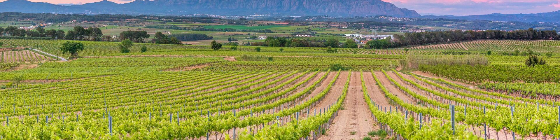 A vineyard with rows of grapevines, a dirt path, and a mountain range in the background.