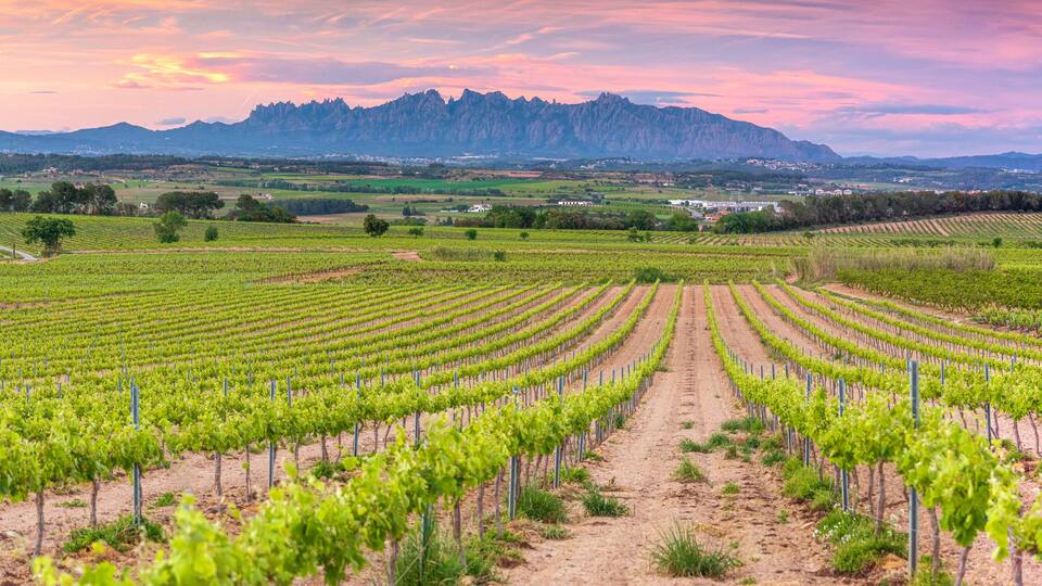 Vineyards in pendes wine region with mountains of Montserrat.