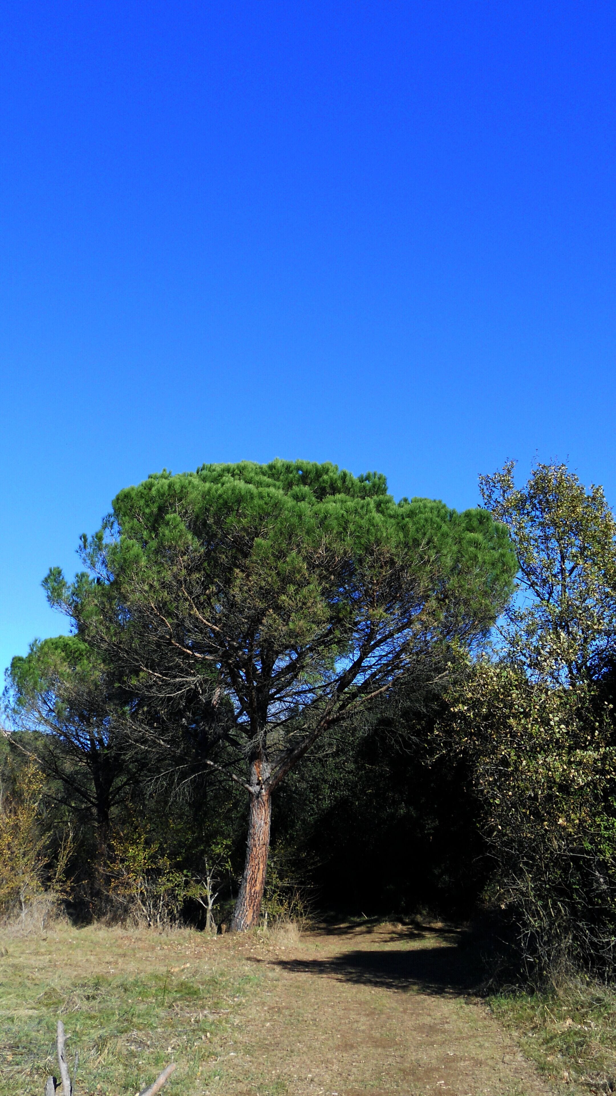 A PROP DE LES RIBES DE L'ONYAR (ENTRE GIRONA I LA CREUTA)
