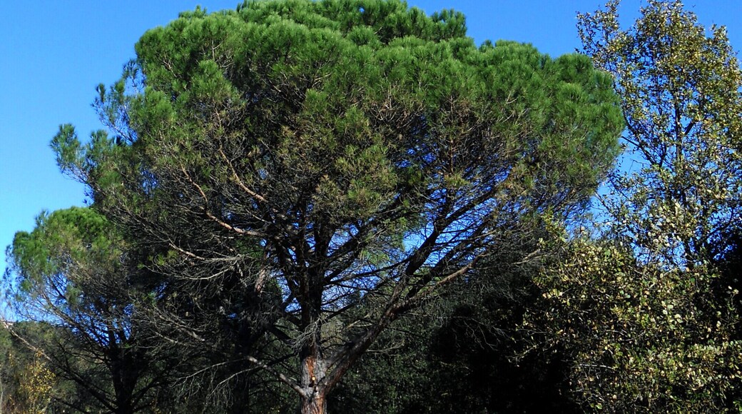 A PROP DE LES RIBES DE L'ONYAR (ENTRE GIRONA I LA CREUTA)