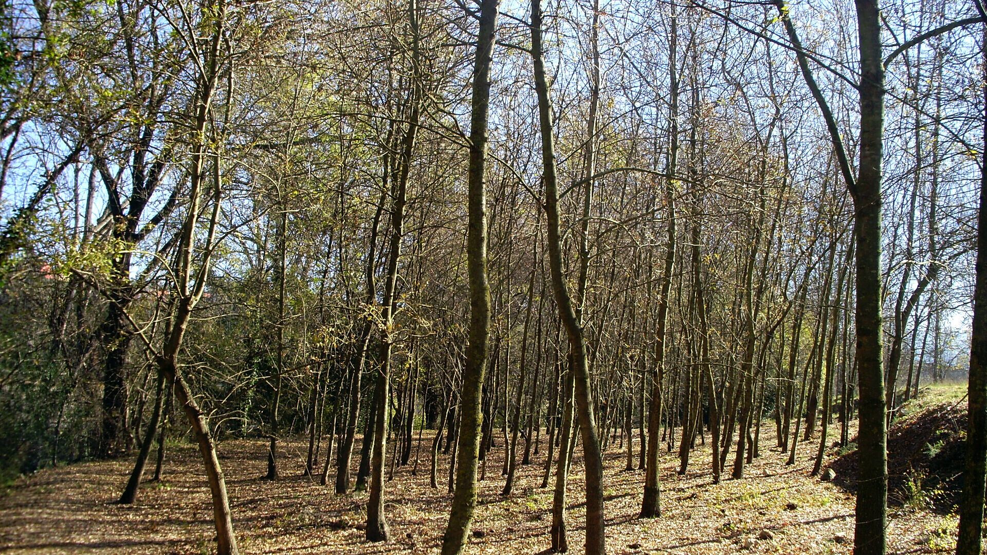 LES RIBES DE L'ONYAR (GIRONA)