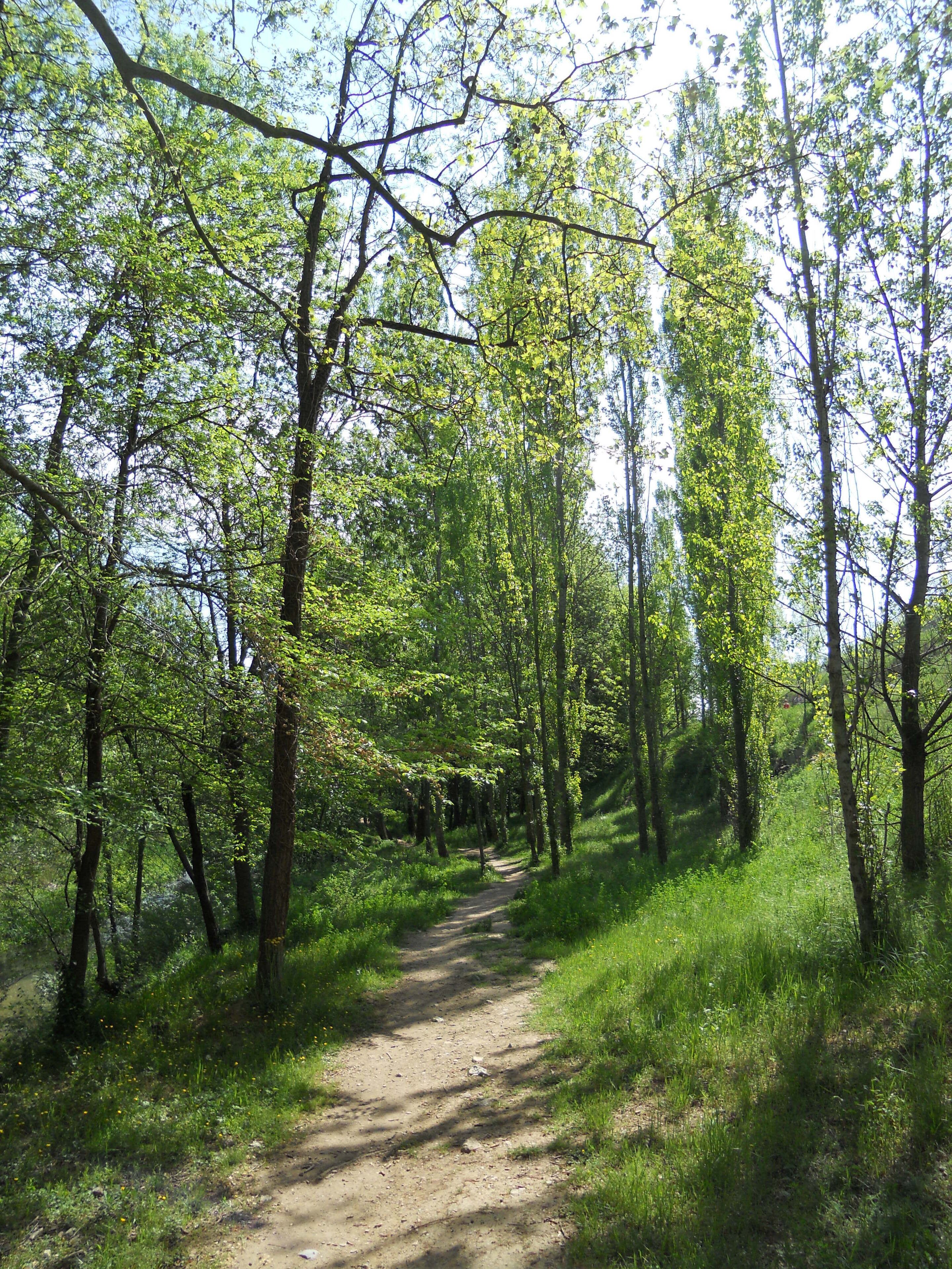 RIBES DEL RIU ONYAR (GIRONA)