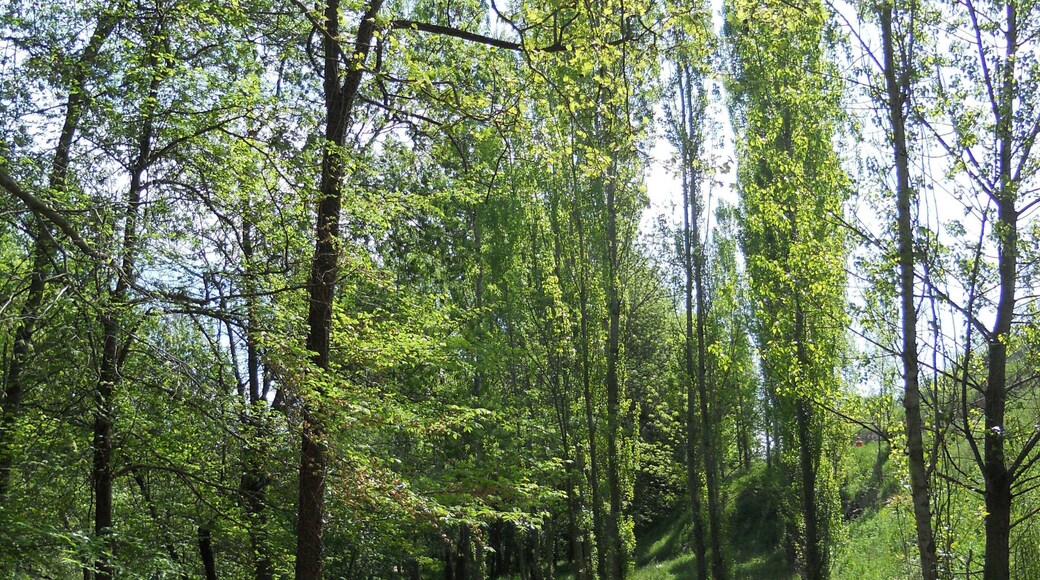 RIBES DEL RIU ONYAR (GIRONA)