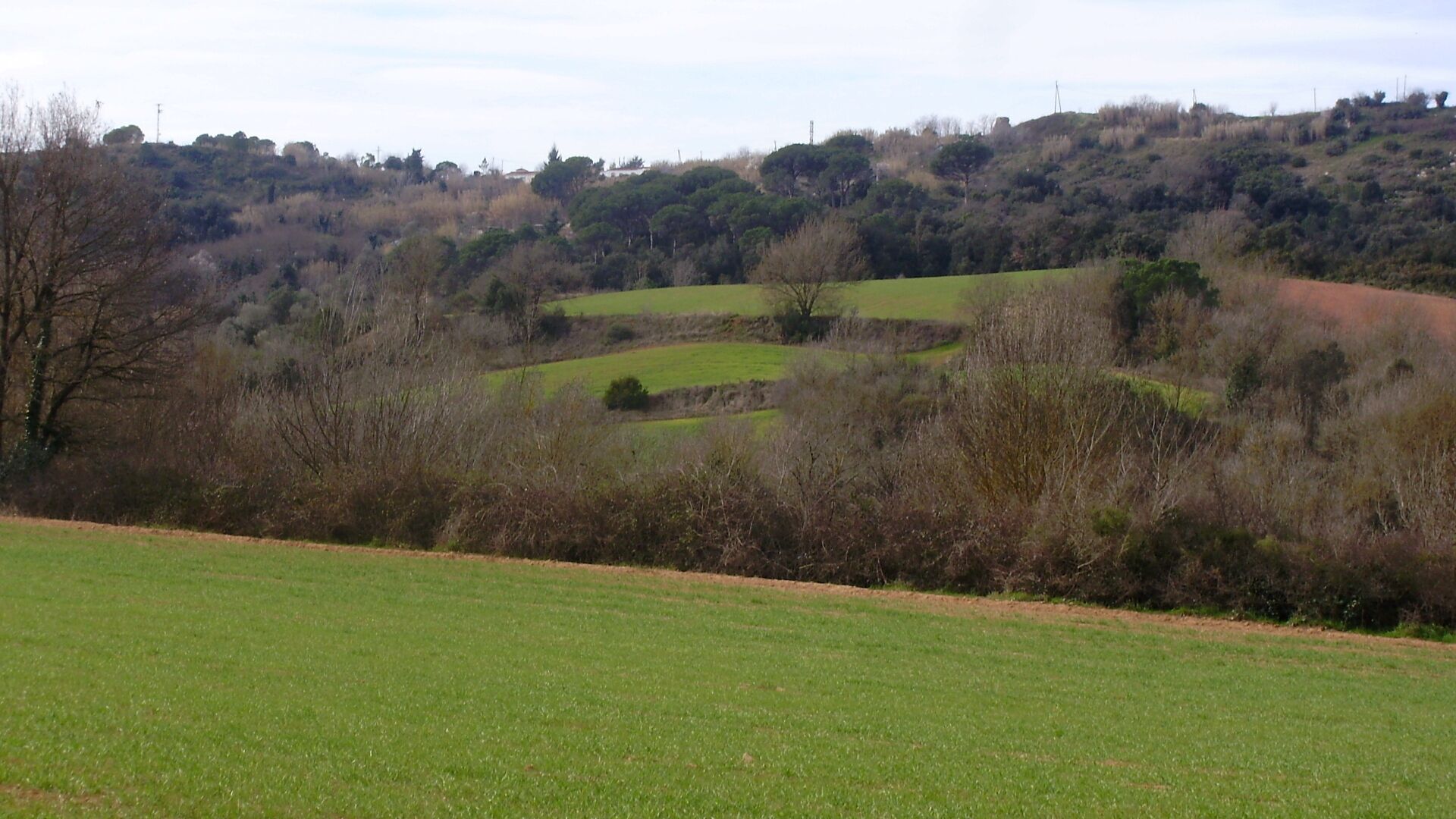 Camps (vall de Sant Daniel-Girona)