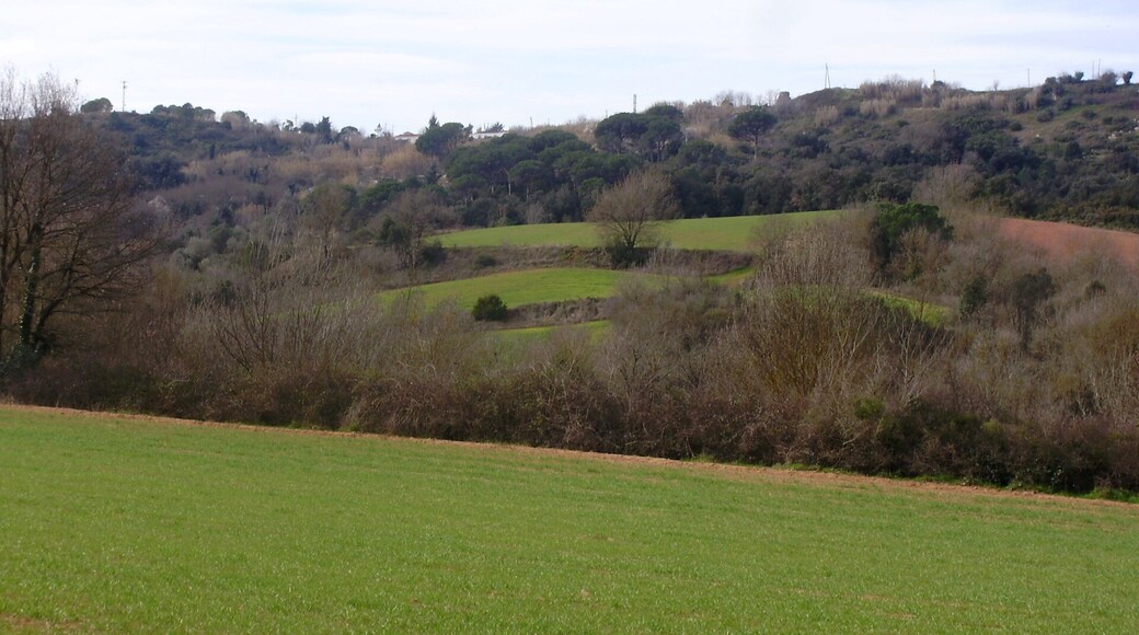 Camps (vall de Sant Daniel-Girona)