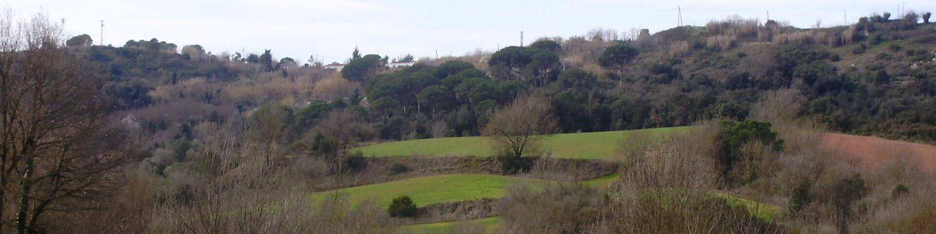 Camps (vall de Sant Daniel-Girona)