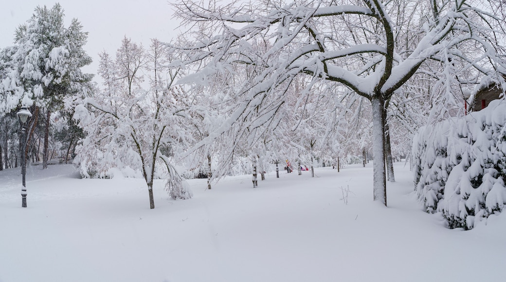 A snow-covered park with trees and a lamppost.