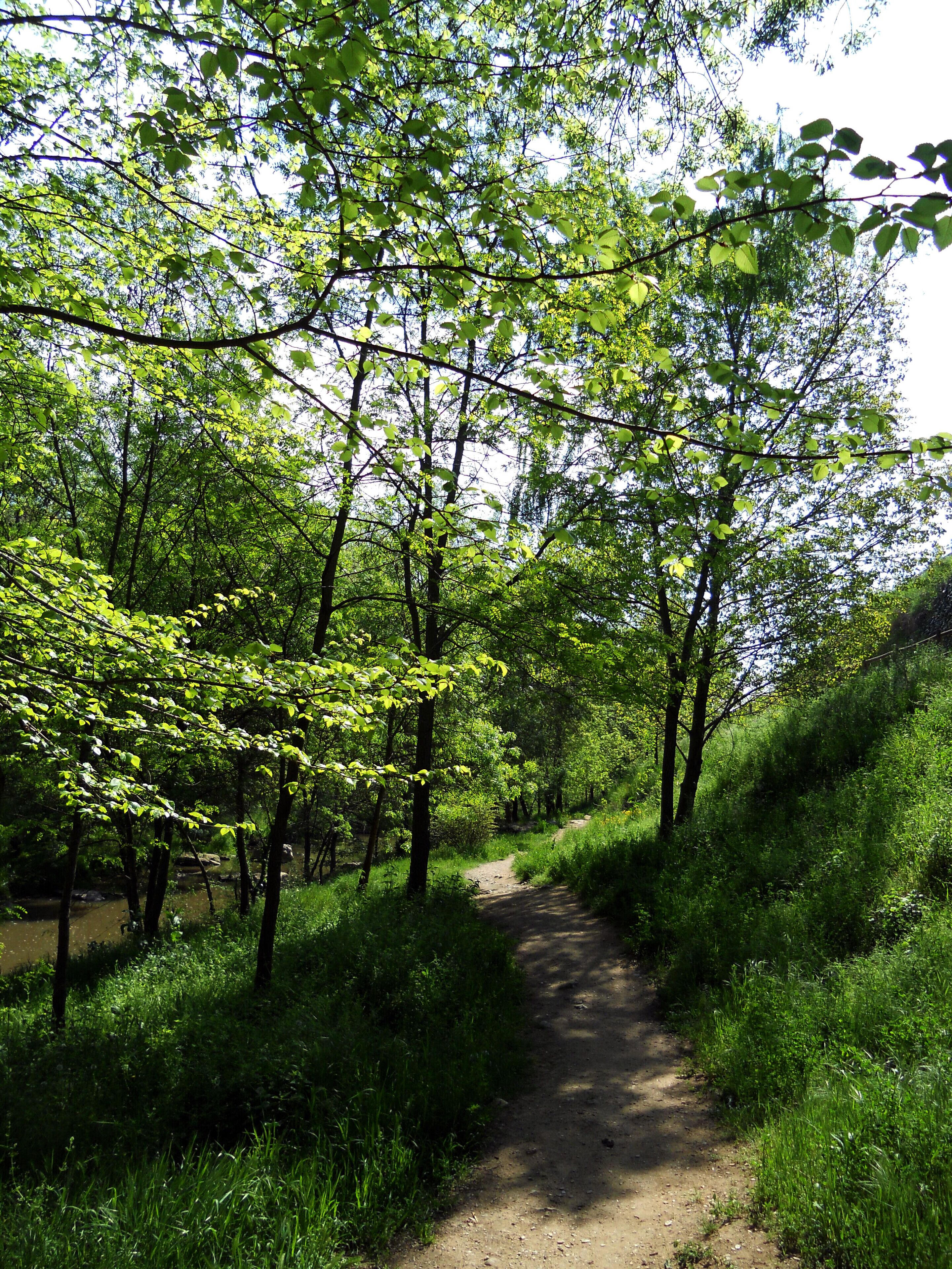 RIBES DEL RIU ONYAR (GIRONA)