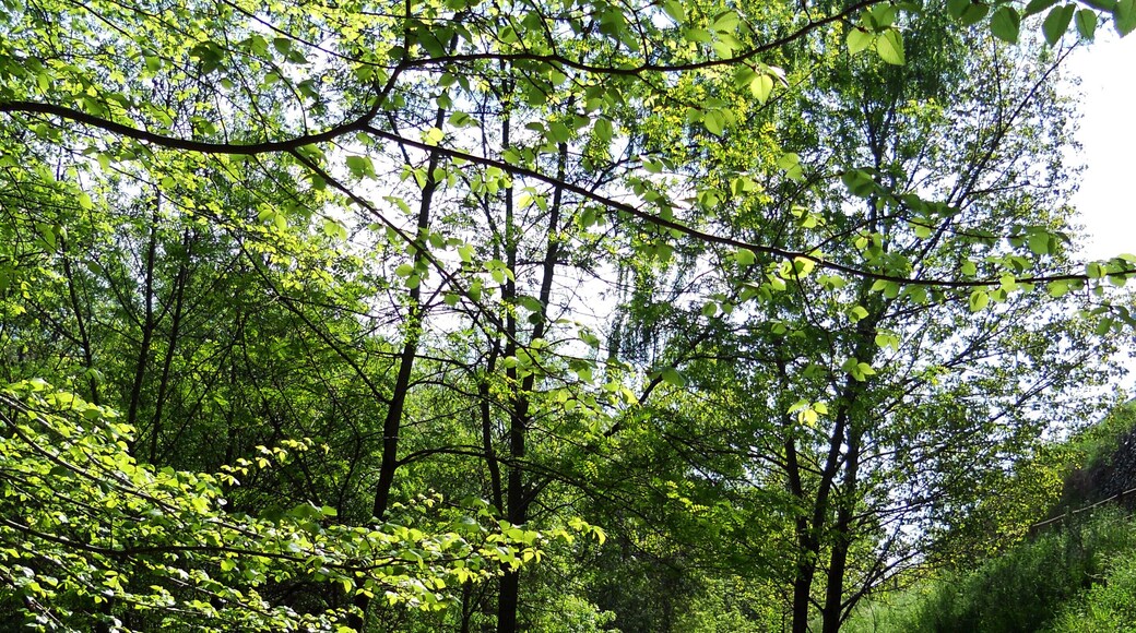 RIBES DEL RIU ONYAR (GIRONA)