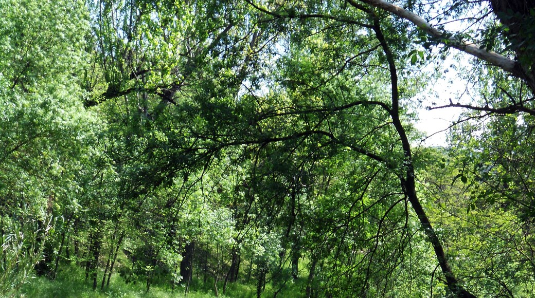 RIBES DEL RIU ONYAR A GIRONA