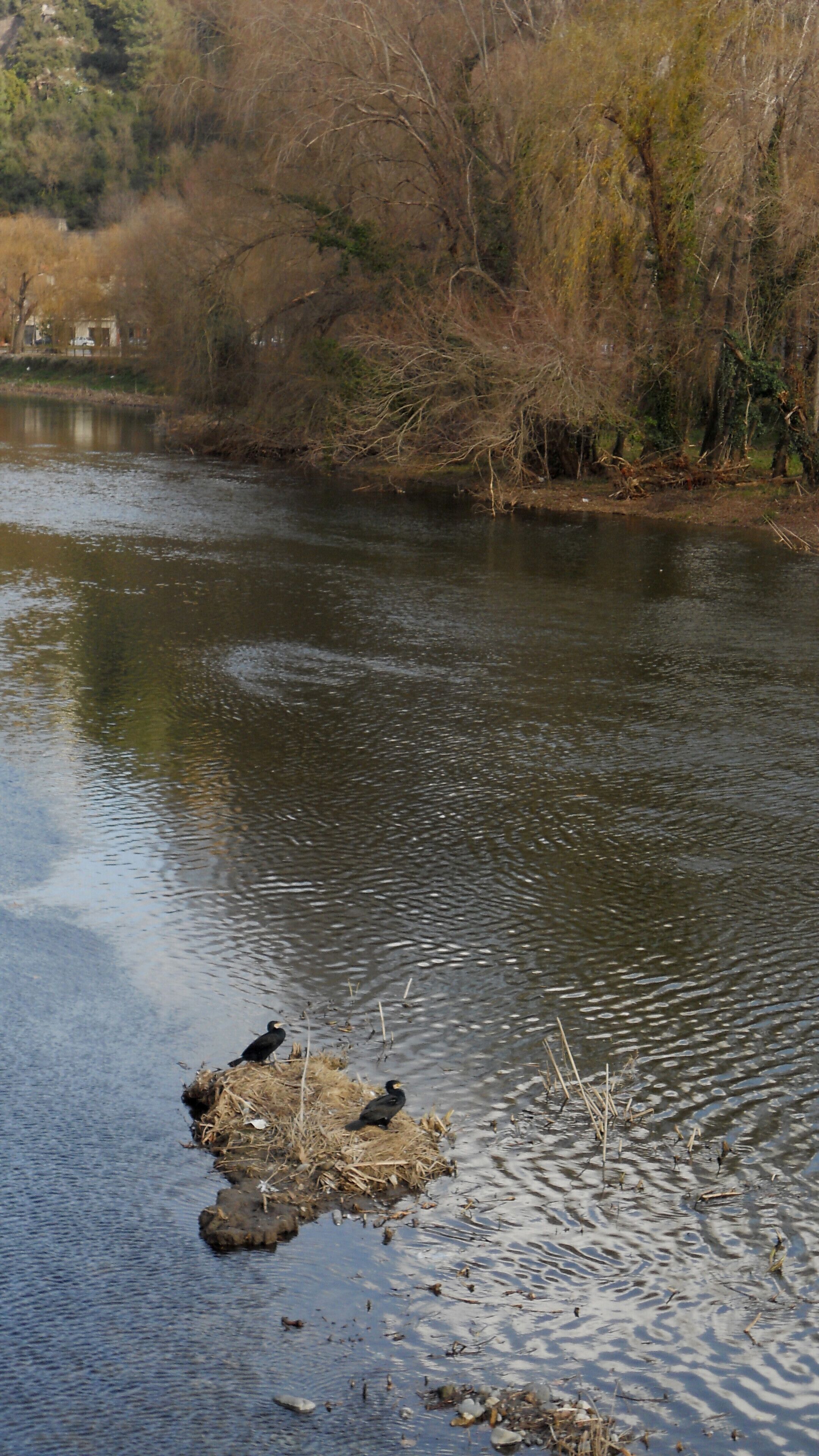 EL RIU TER I LA SEVA FAUNA (GIRONA)