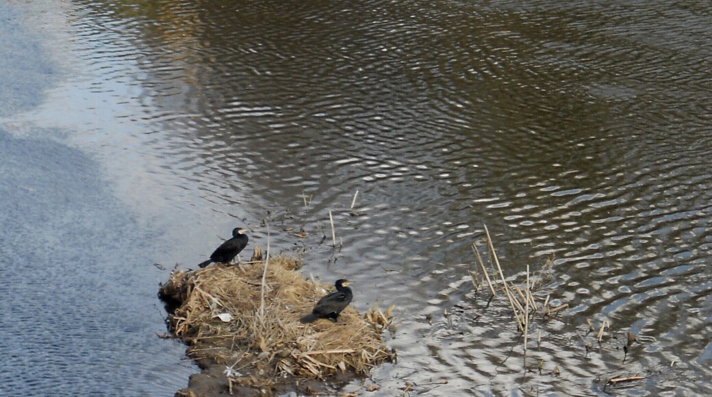 EL RIU TER I LA SEVA FAUNA (GIRONA)