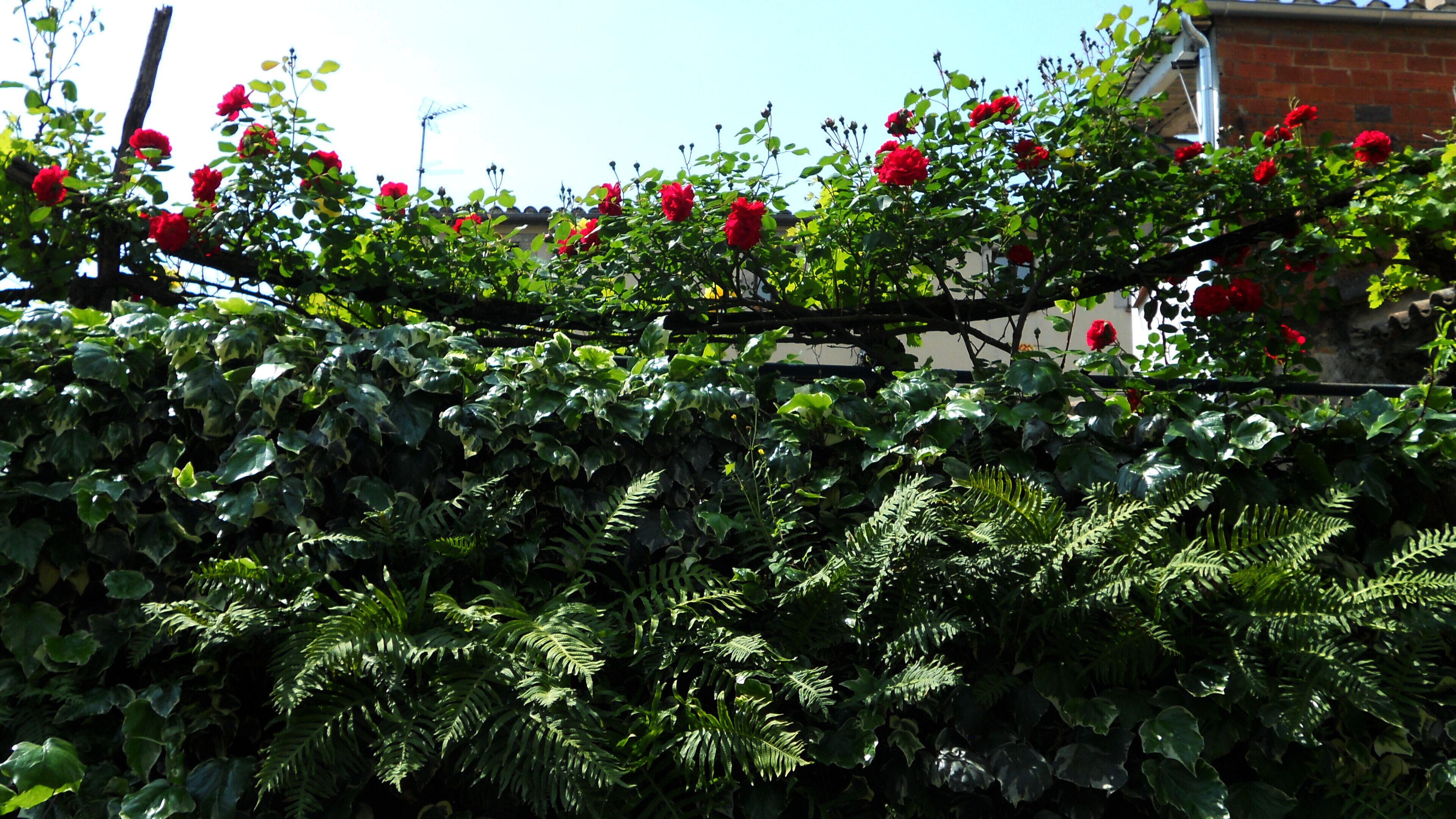 COMPOSICIÓ FLORAL (JARDINS DE L'ÀNGEL) BARRI VELL-GIRONA