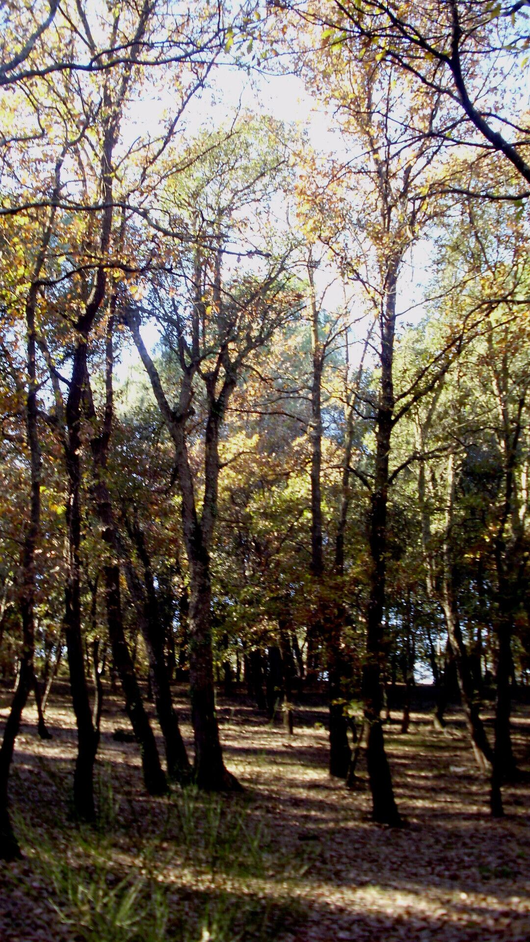 BOSCOS (BARRI MONTILIVI-PALAU) GIRONA