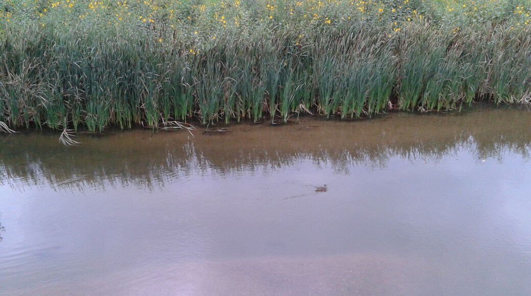 El Ter a Girona (Barri de Pedret)