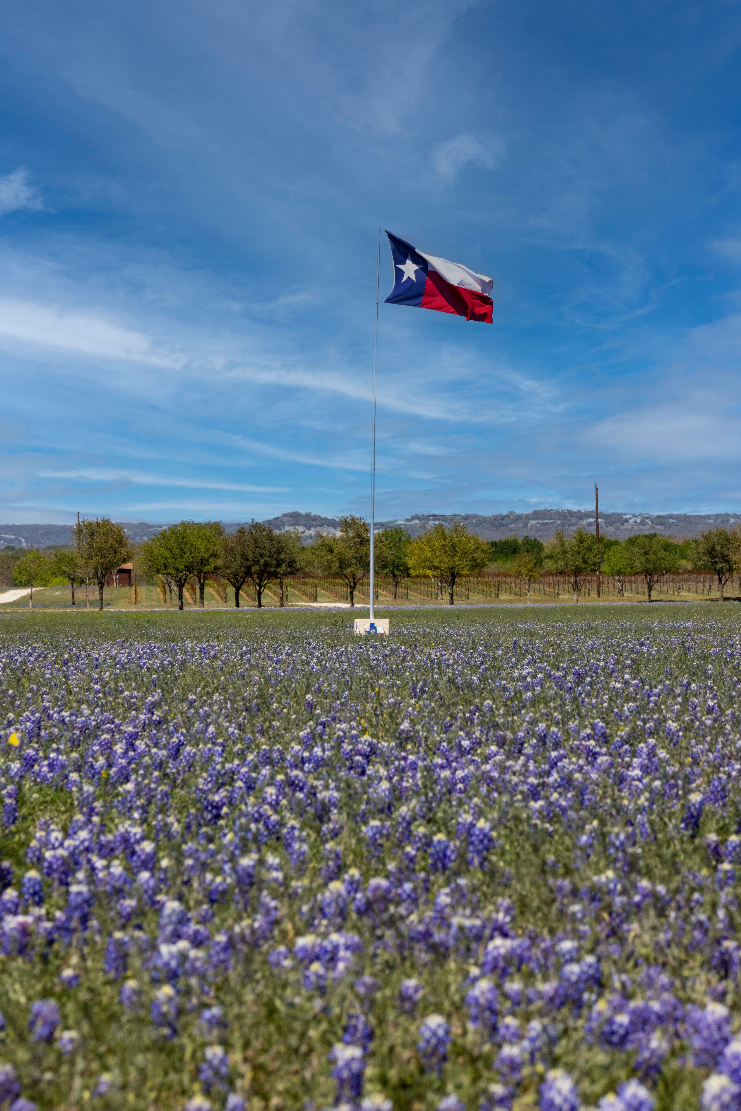 Texas Flag in a Field of Bluebonnets