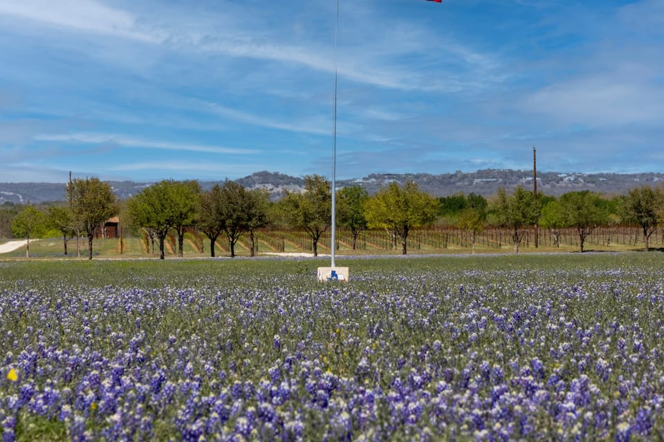 A field of purple flowers with a Texas flag on a flagpole.