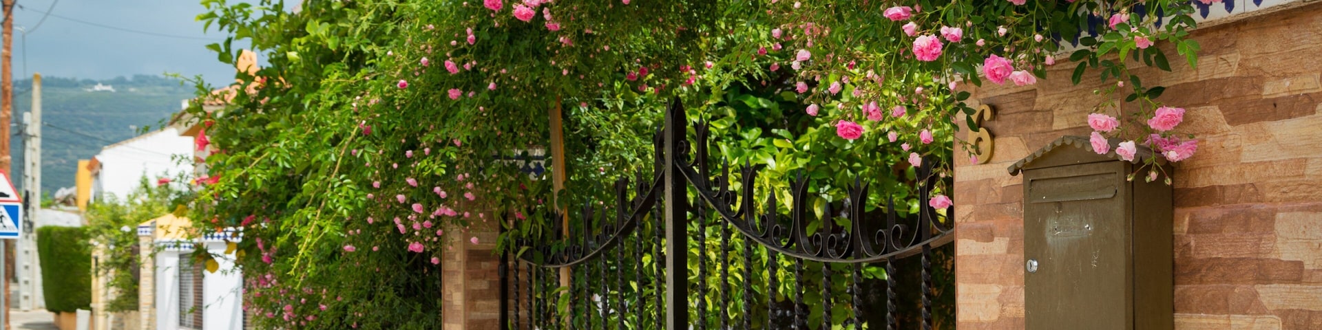 San Rafael de la Albaida showing wildflowers