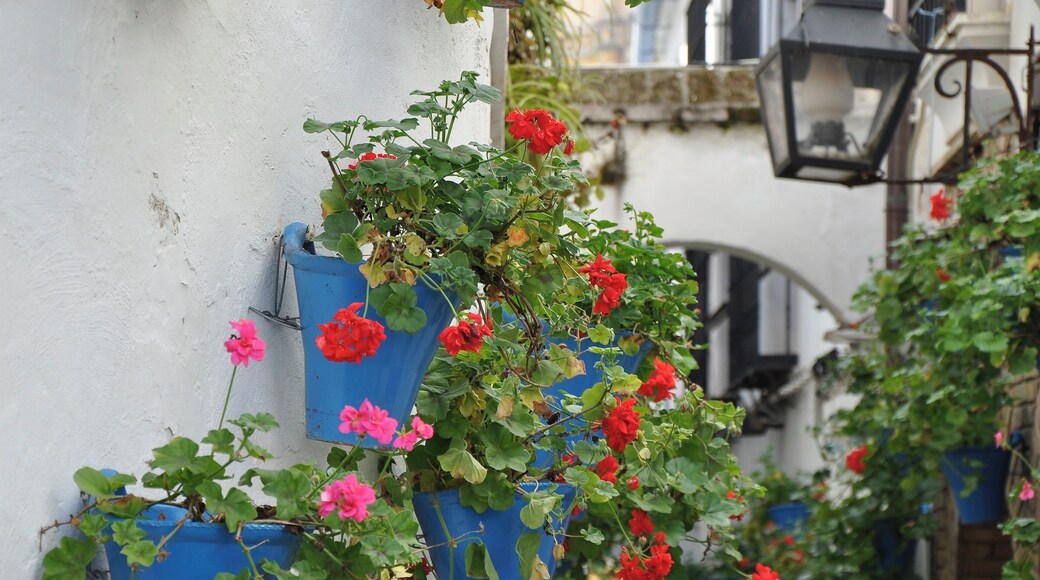 Calleja de las Flores, Córdoba (España).