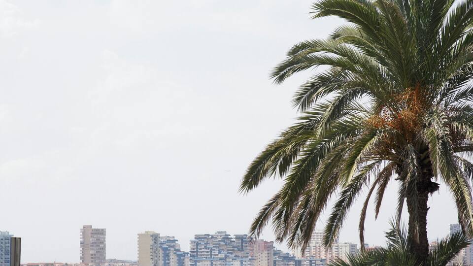 A palm tree in the foreground with a city skyline in the background.