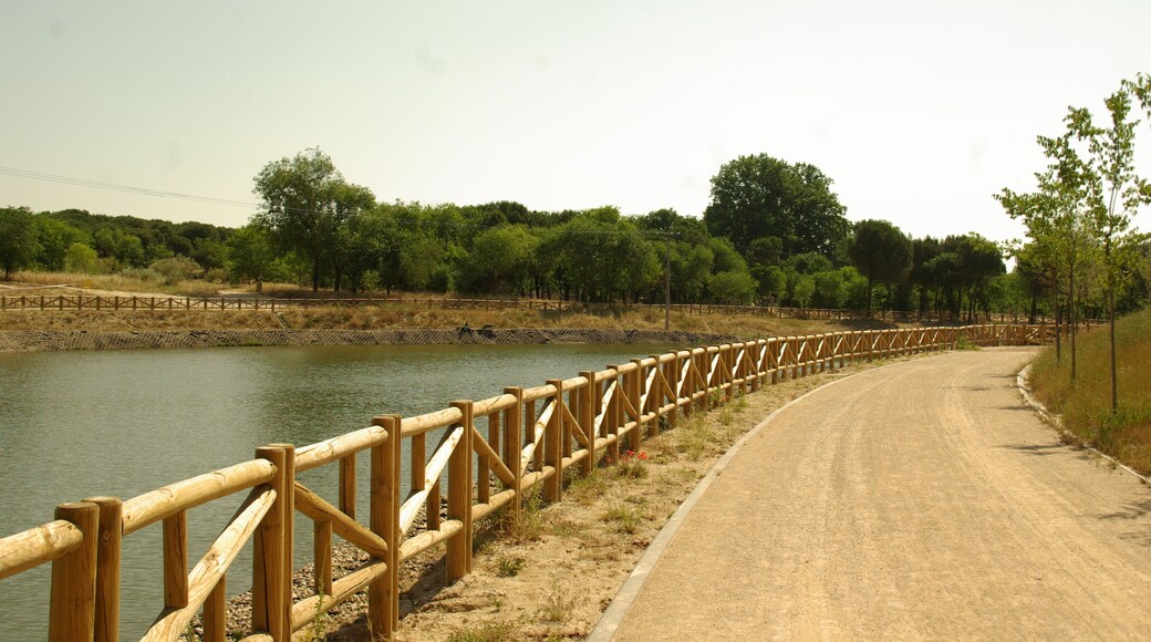 ® ALCORCON P.F.P. PARQUE LAS PRESILLAS-ESTANQUE