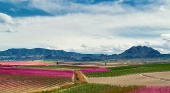 Cropped image horizontal view orchards in bloom. Spain