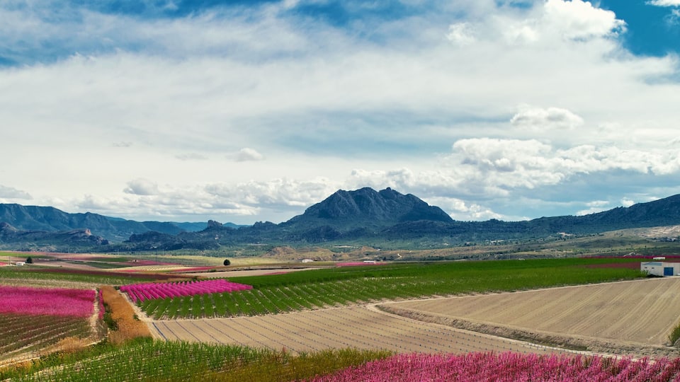Cropped image horizontal view orchards in bloom. Spain