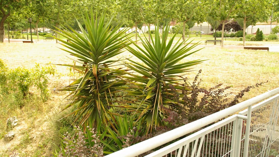 ® ALCORCON A.V.U. PARQUE DE LAS COMUNIDADES-ARBOLEDA