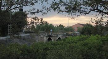 Javalí Viejo