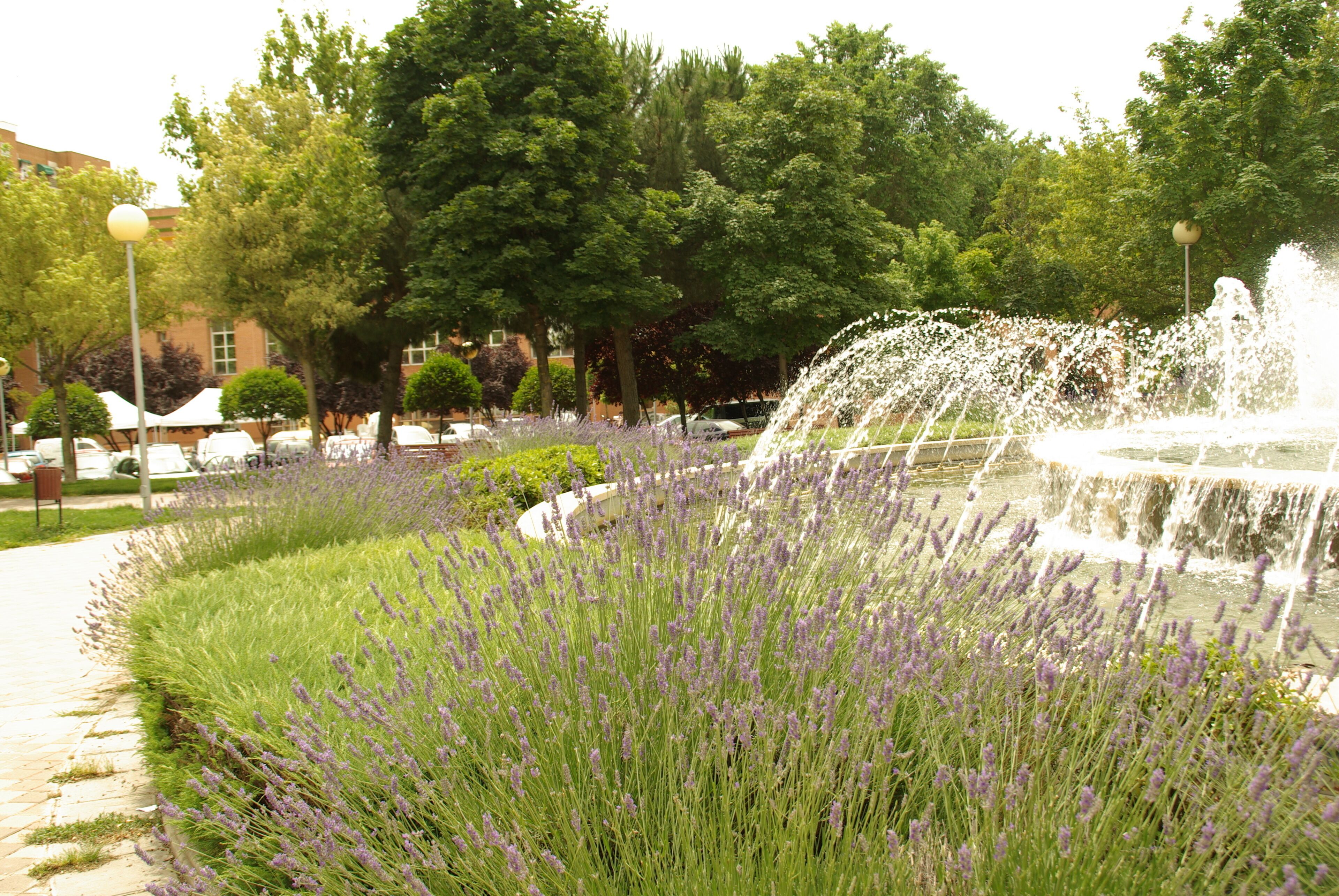 ® ALCORCON F.U.S. PARQUE DE BUERO VALLEJO