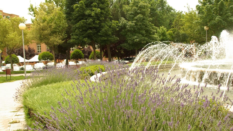 ® ALCORCON F.U.S. PARQUE DE BUERO VALLEJO