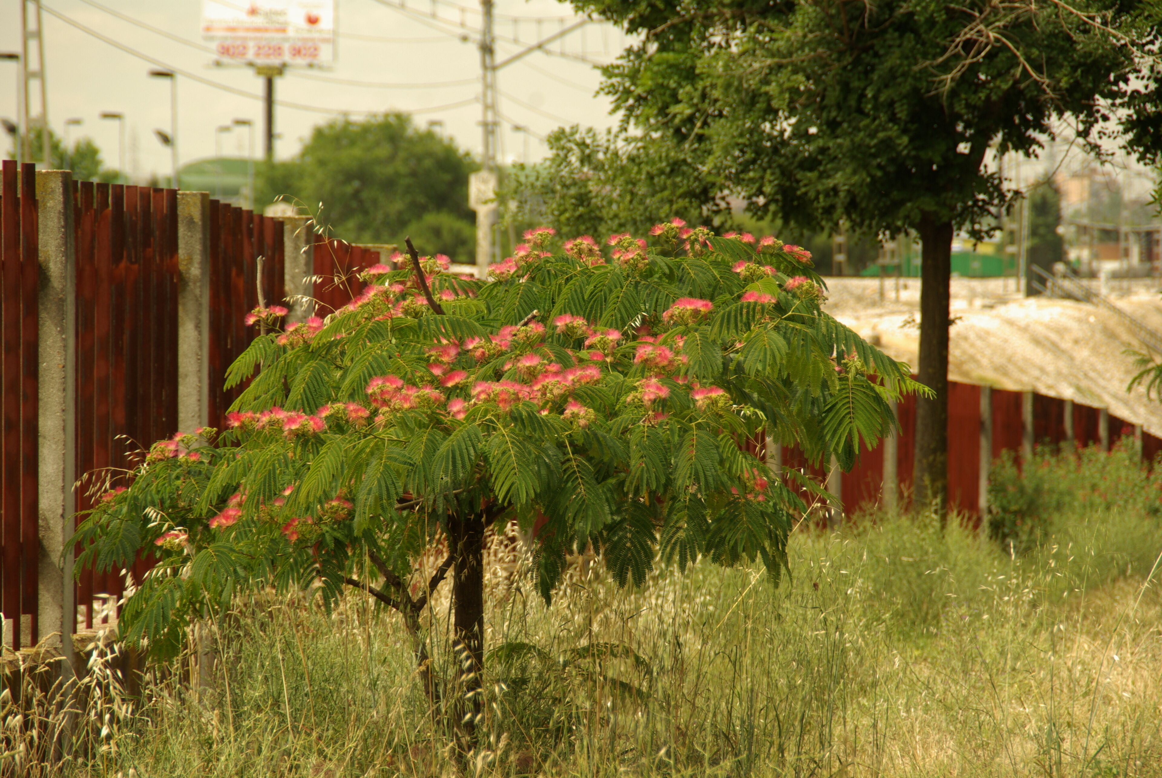 ® ALCORCON A.V.U. JARDÍN CINTA-FERROCARRIL CERCANIAS