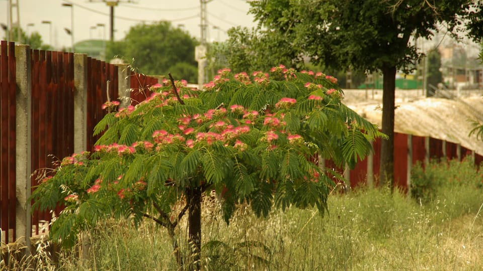 ® ALCORCON A.V.U. JARDÍN CINTA-FERROCARRIL CERCANIAS