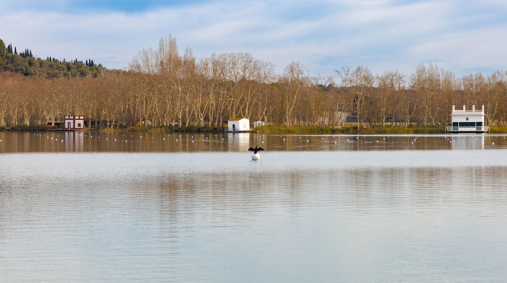 A calm lake with a swan in the center, surrounded by leafless trees and a small white building on the left.